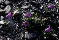 Campanula alpestris