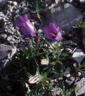 Campanula alpestris