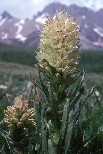 Campanula thyrsoides