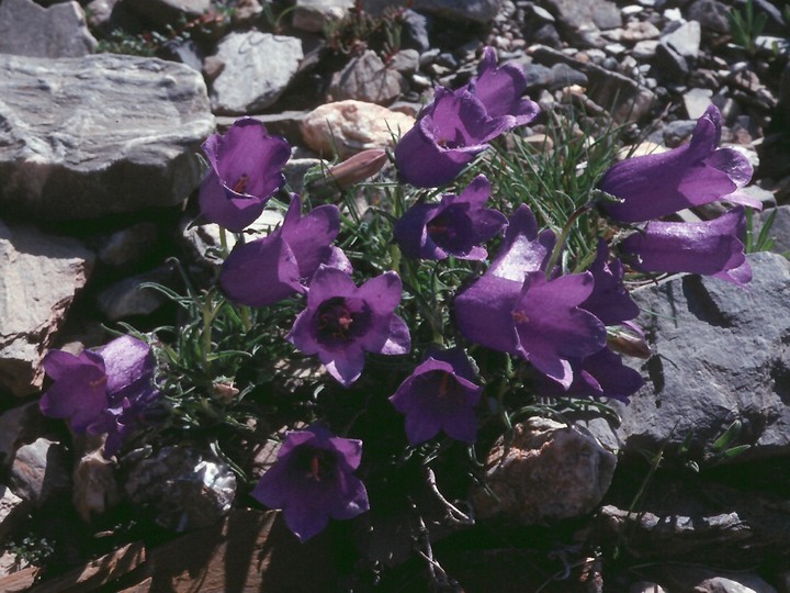 Campanula alpestris