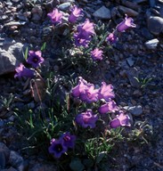 Campanula alpestris