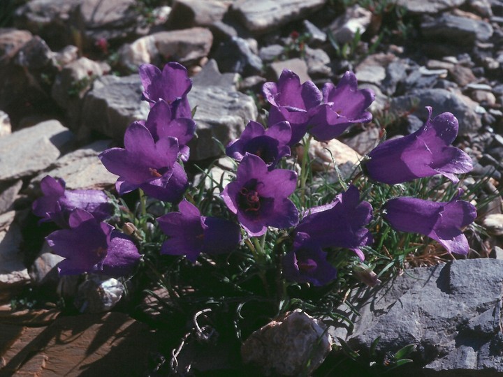 Campanula alpestris