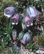 Campanula alpina