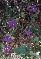 Campanula ramosissima