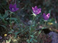 Campanula ramosissima