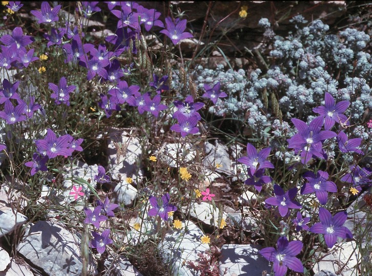 Campanula ramosissima