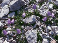 Campanula cochlearifolia