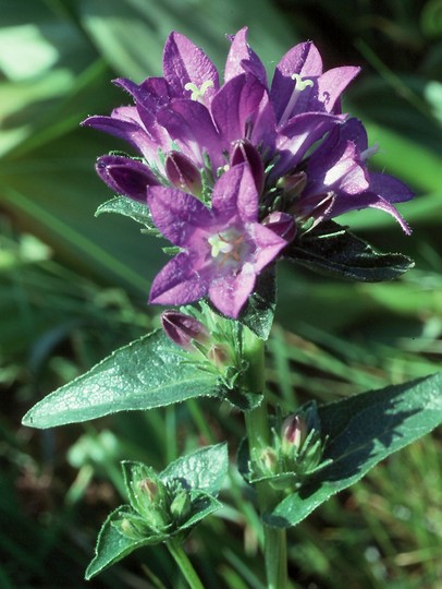 Campanula glomerata