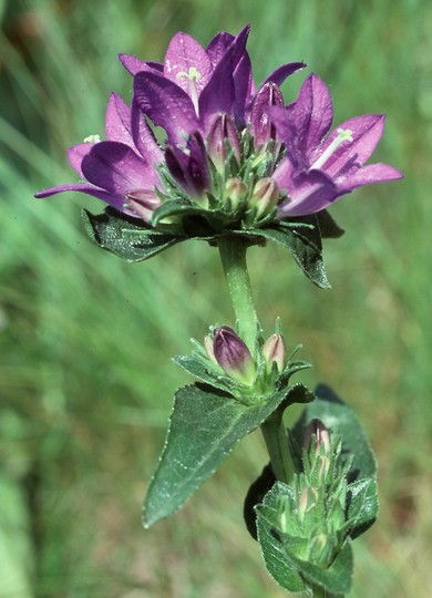 Campanula glomerata