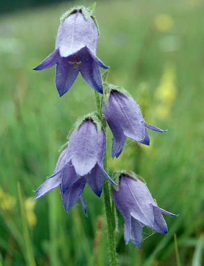 Campanula barbata