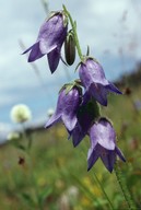 Campanula barbata