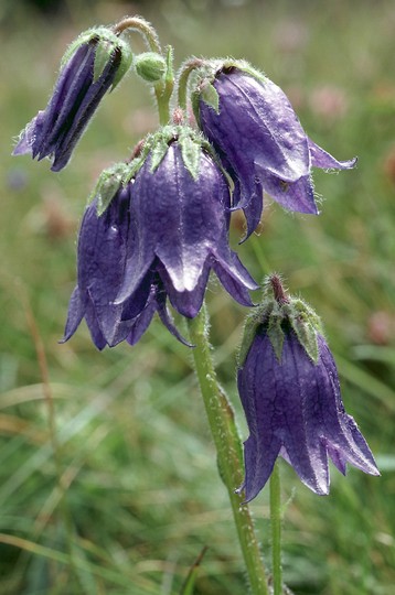 Campanula barbata