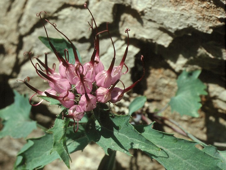 Physoplexis comosa