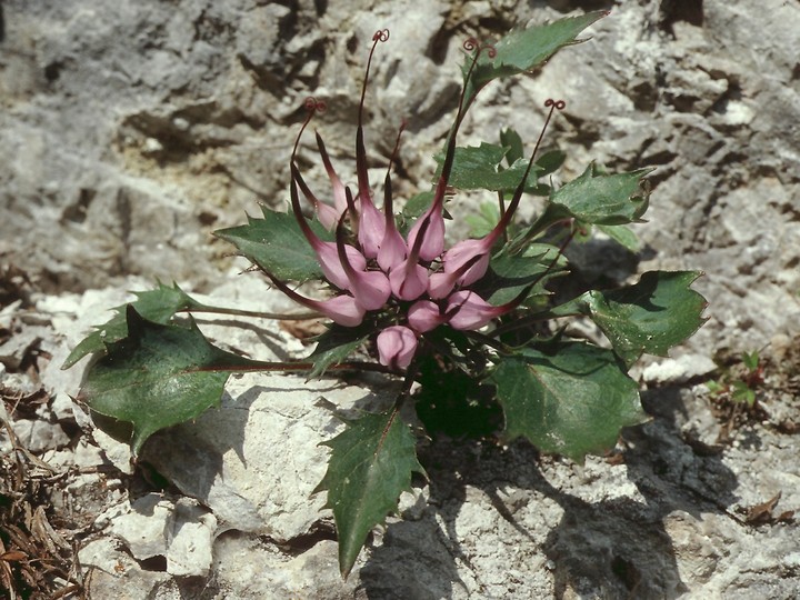 Physoplexis comosa