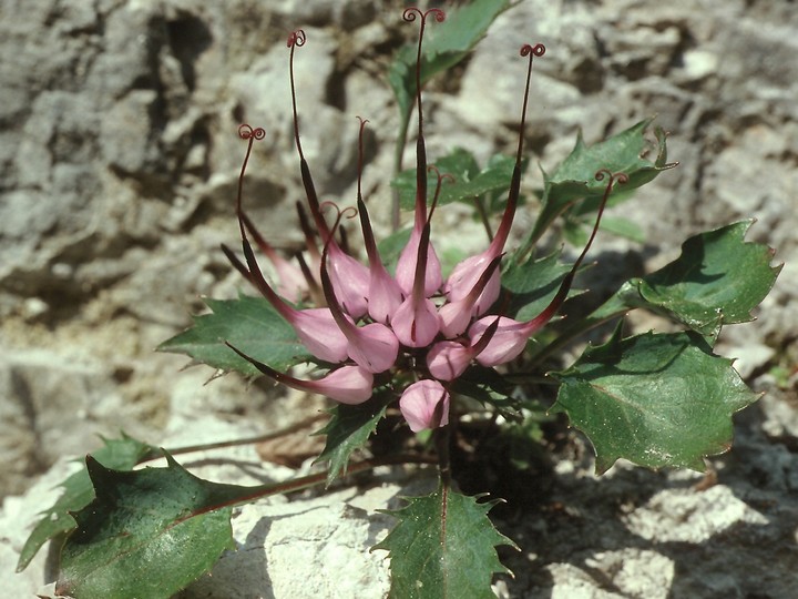 Physoplexis comosa