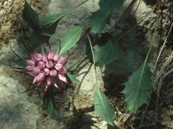 Physoplexis comosa