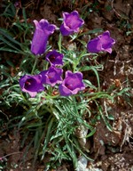 Campanula alpestris