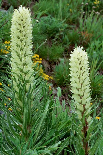 Campanula thyrsoides