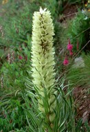 Campanula thyrsoides