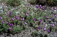 Campanula alpestris