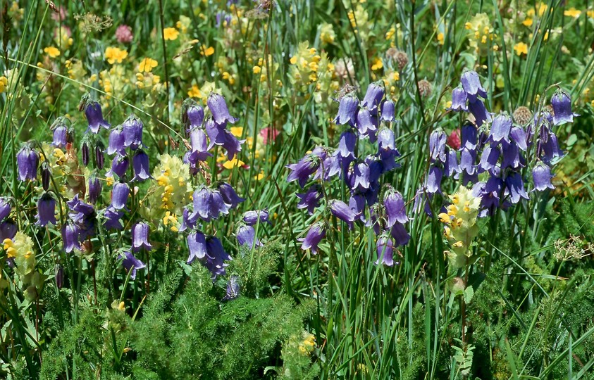 Campanula barbata