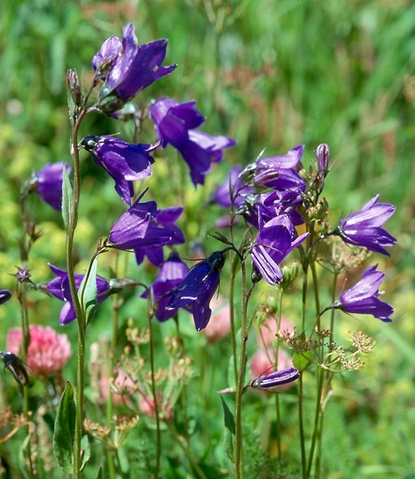 Campanula rhomboidalis