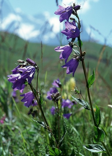 Campanula rhomboidalis