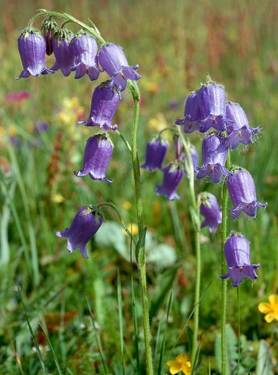 Campanula barbata