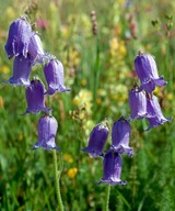 Campanula barbata