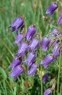 Campanula barbata