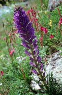 Campanula spicata