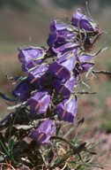 Campanula alpina