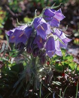 Campanula alpina