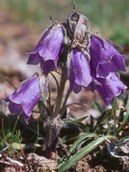 Campanula alpina