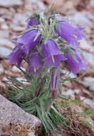 Campanula alpina