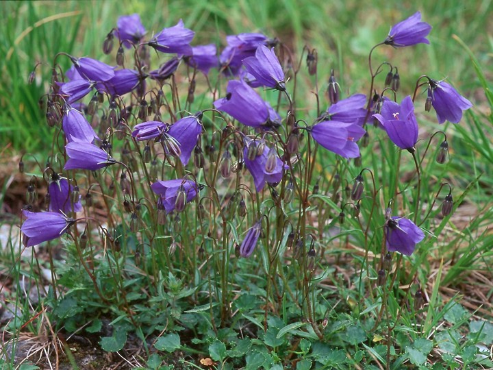 Campanula cochlearifolia