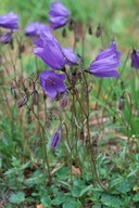 Campanula cochlearifolia