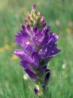 Campanula spicata