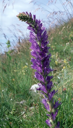 Campanula spicata