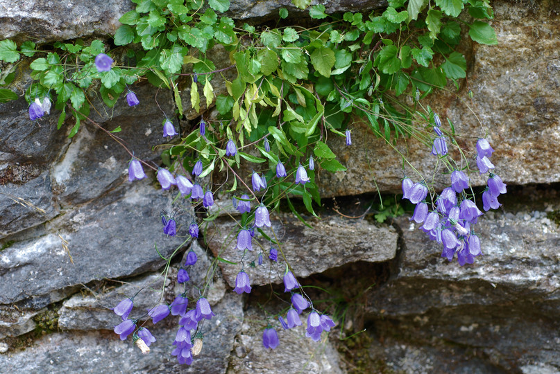 Campanula cochlearifolia