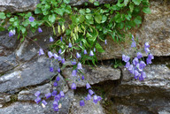 Campanula cochlearifolia