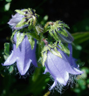 Campanula barbata