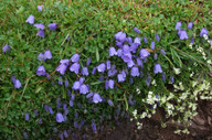 Campanula cochlearifolia