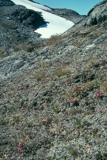 Lychnis alpina