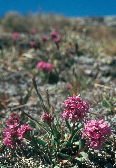 Lychnis alpina