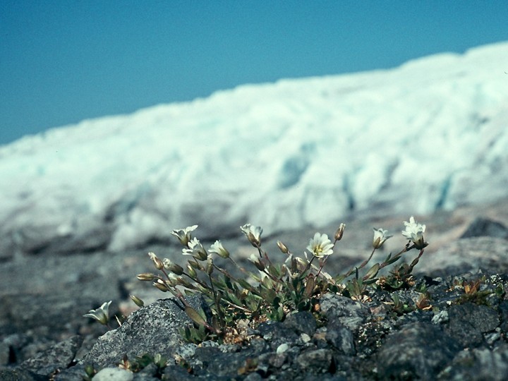 Cerastium alpinum ssp. glabratum