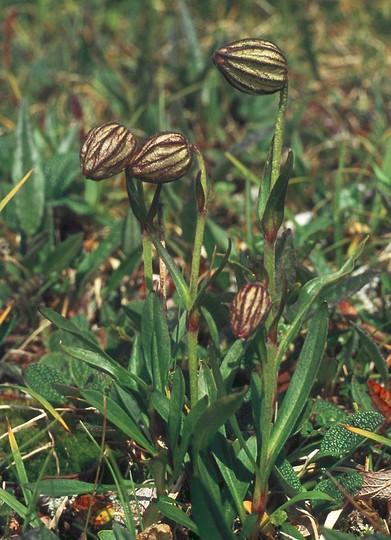 Silene wahlbergella