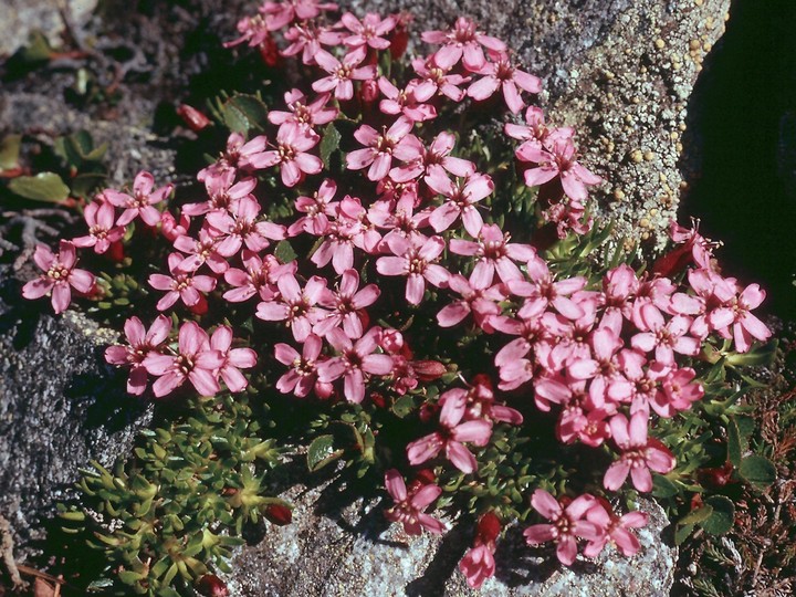 Silene acaulis