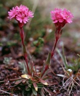 Lychnis alpina