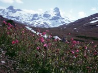 Silene dioica